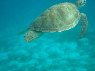 Tortue Tobago Cays