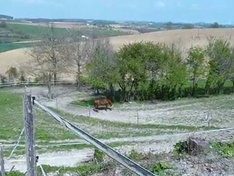 DANUBIO - PRE - 09 Avril 2010 - Au paddock avec Peppermint