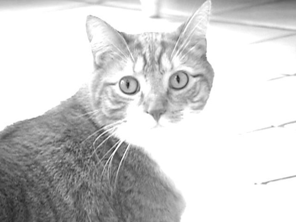 Tiger Woods Commercial - Spoof by Mylo the Cat