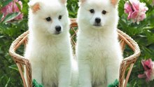 2 DE JUNIO: DIA DEL PERRO EN ARGENTINA