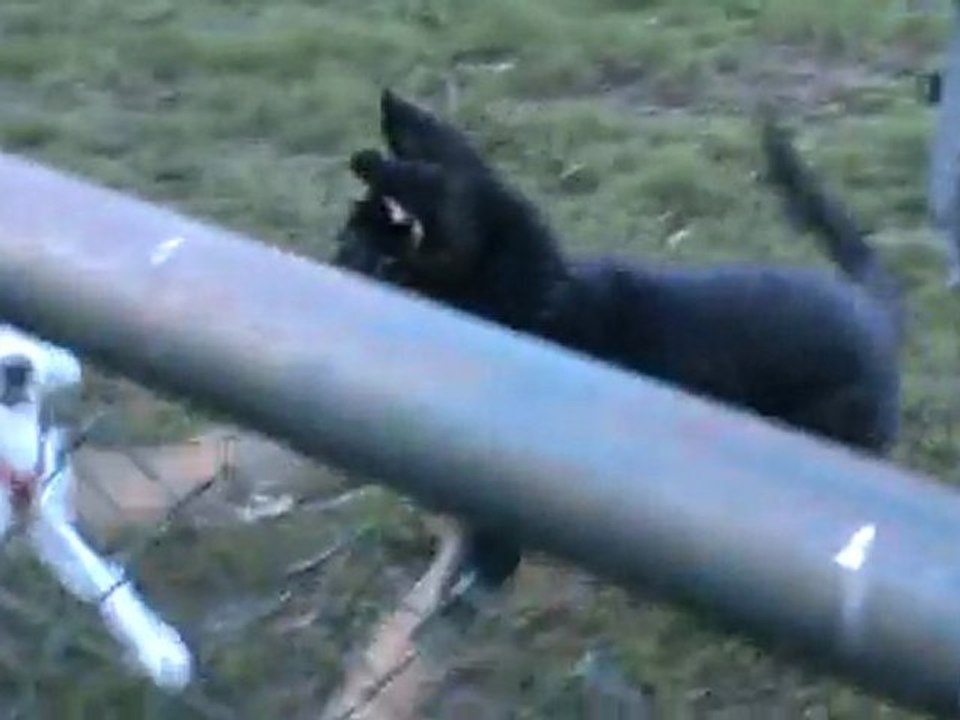 raven et son nouveau jouet