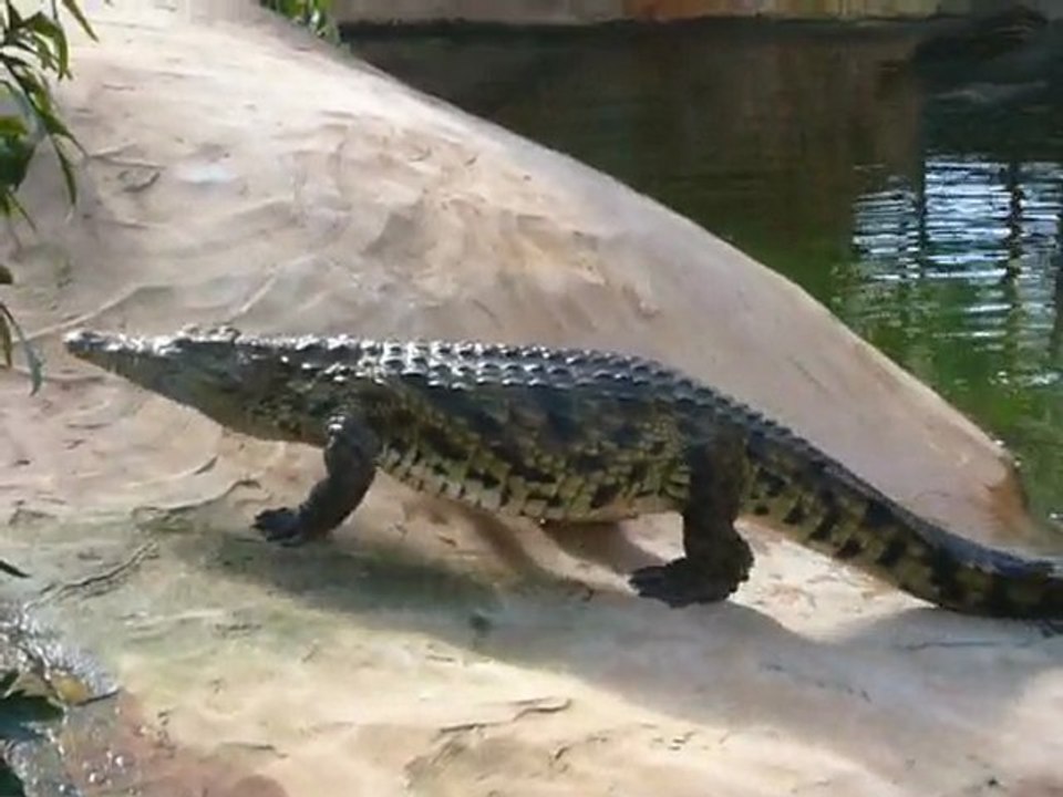 Le crocodile