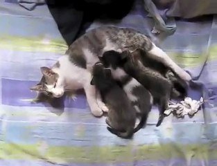 Eveil et tétées des chatons