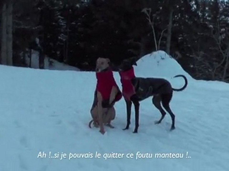 Galgos dans la neige_2010_part1