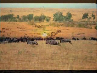 Afrykańskie starcie