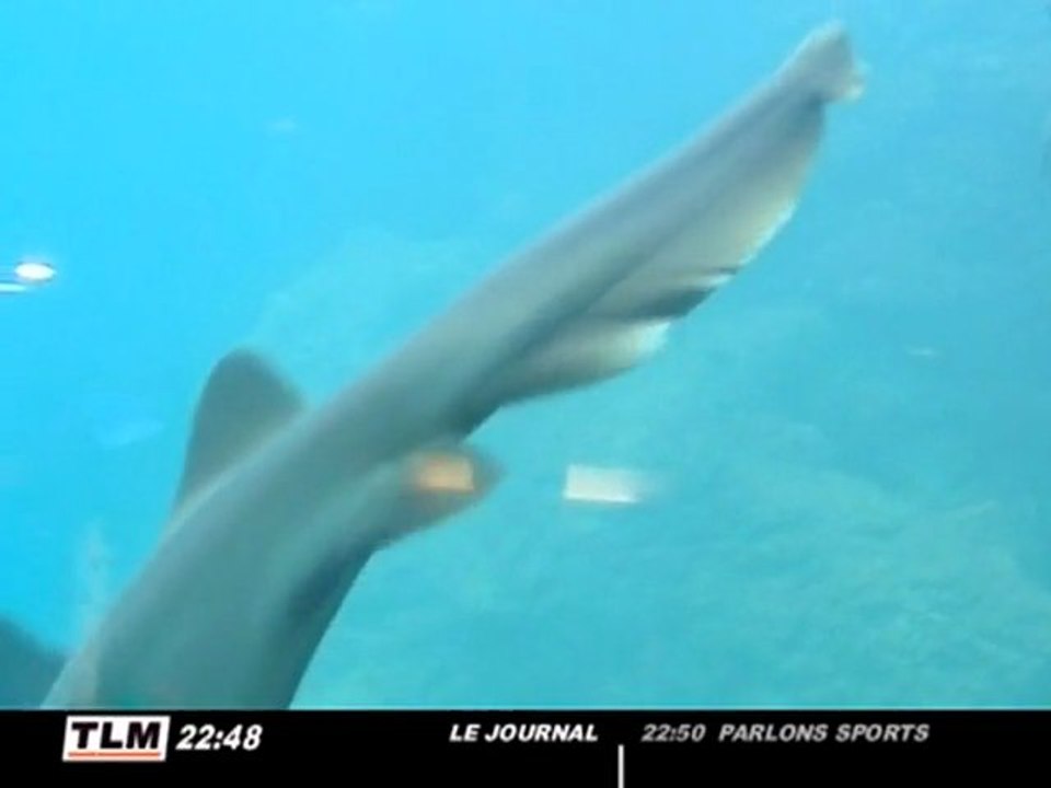 Nouvelle fosse aux requins à la Mulatière (Lyon)