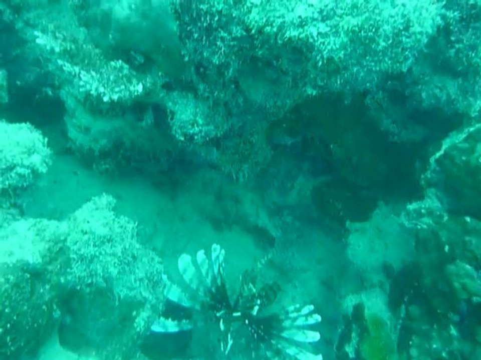 Lion fish ou Rascasse volante