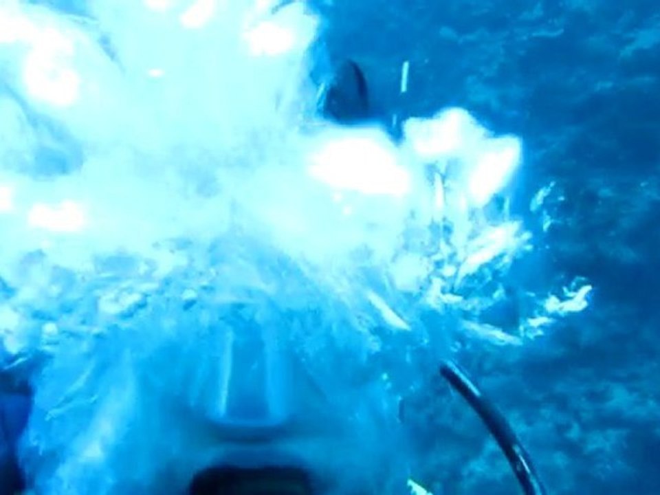 Requins gris de récif