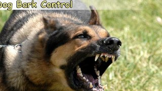 Dog Bark Control-Top 6 Tips on Dog Bark Control