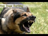 Stop Dogs Barking-Top 6 Tips On How to Stop Dogs Barking