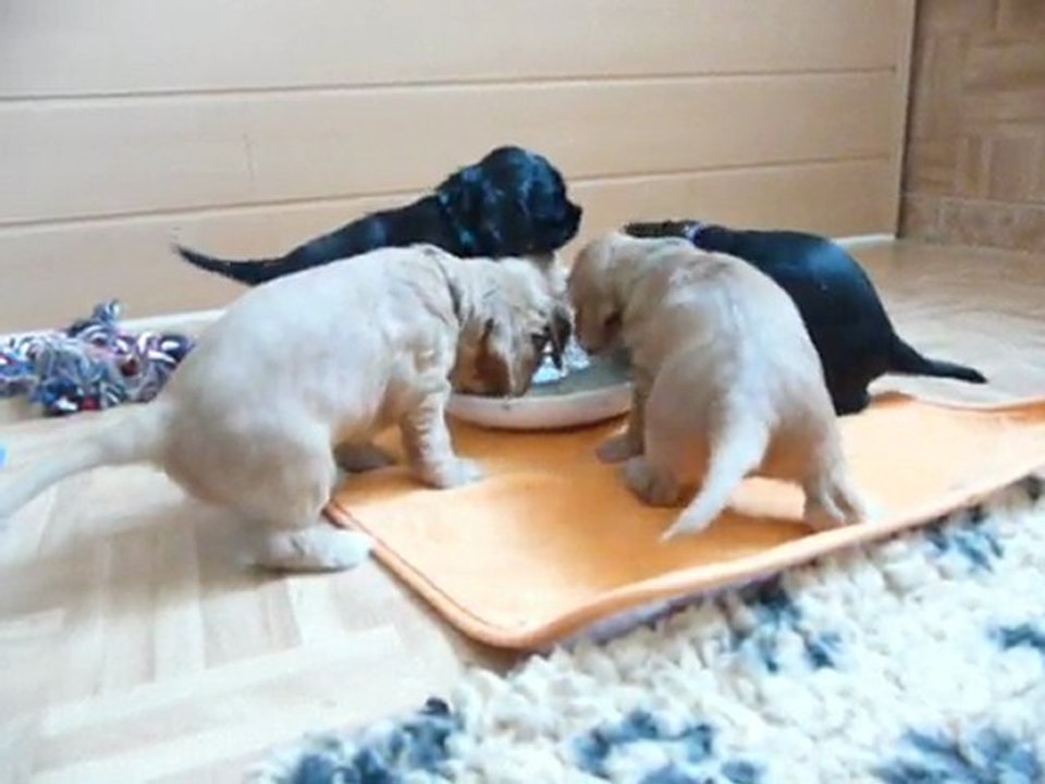 repas des chiots 4 semaines