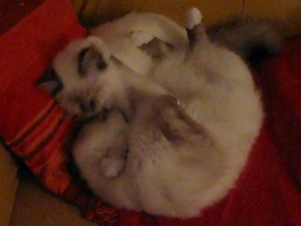 Mes sacrés de birmanie