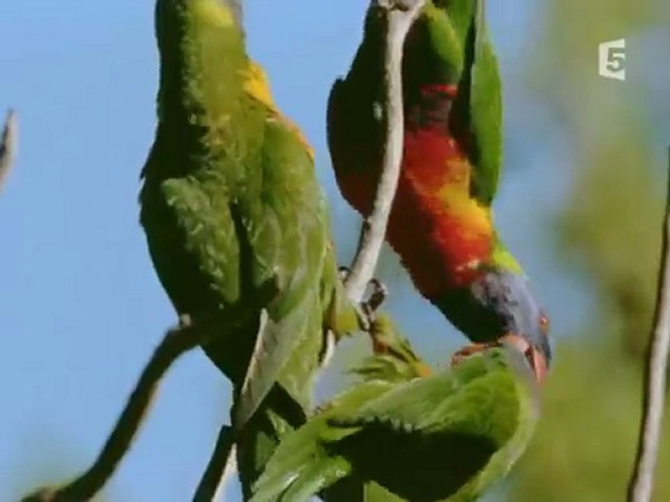 Australie Sauvage (Bbc 2003)