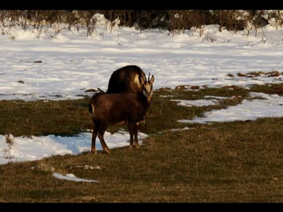 CHAMOIS ET VERCORS