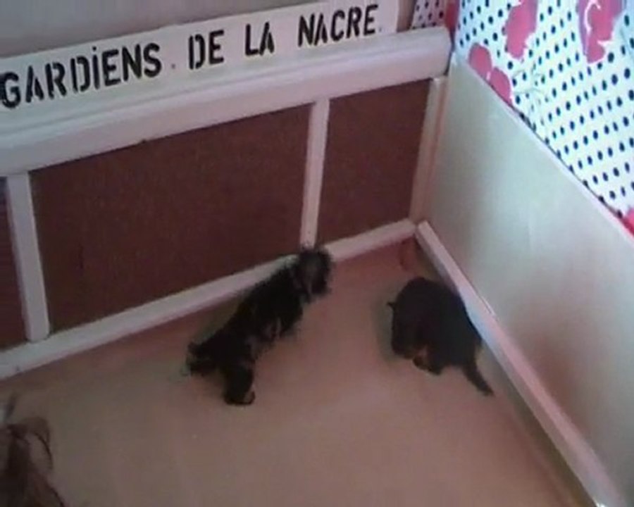 PREMIERS PAS