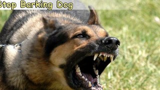 Stop Barking Dog-Top 6 Tips On How to Stop Barking Dog