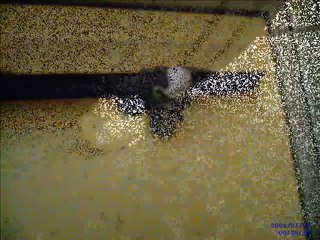 Séance Photo avec mes PetShop