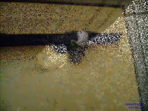 Séance Photo avec mes PetShop