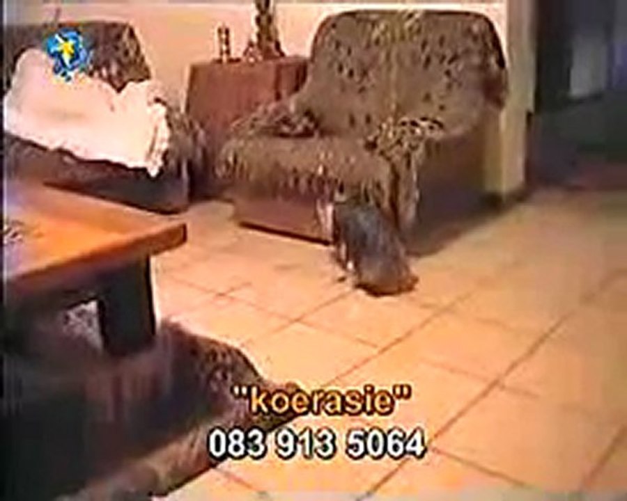 Chien en chaleur