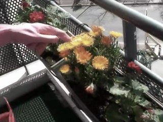 Anniversaire disparition de mon frère et fleurs paranormales