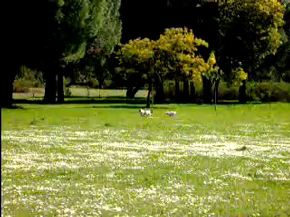 cannelle en balade avec ses amis