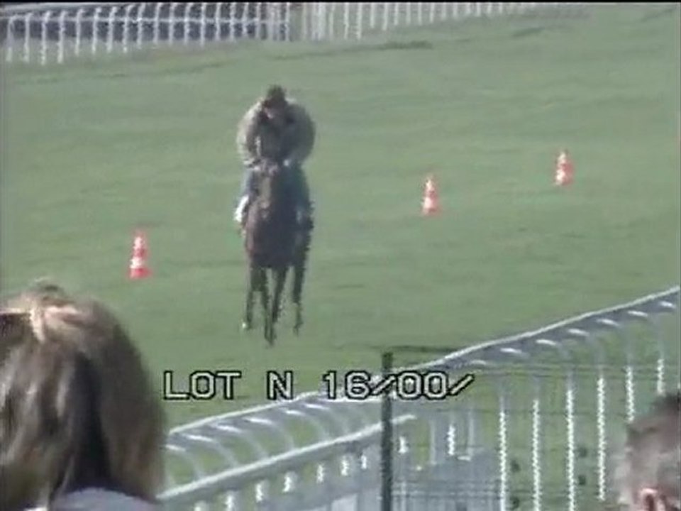Lot 11
