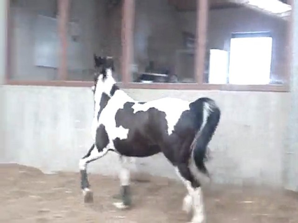 Spirit l'hongre de mon coeur