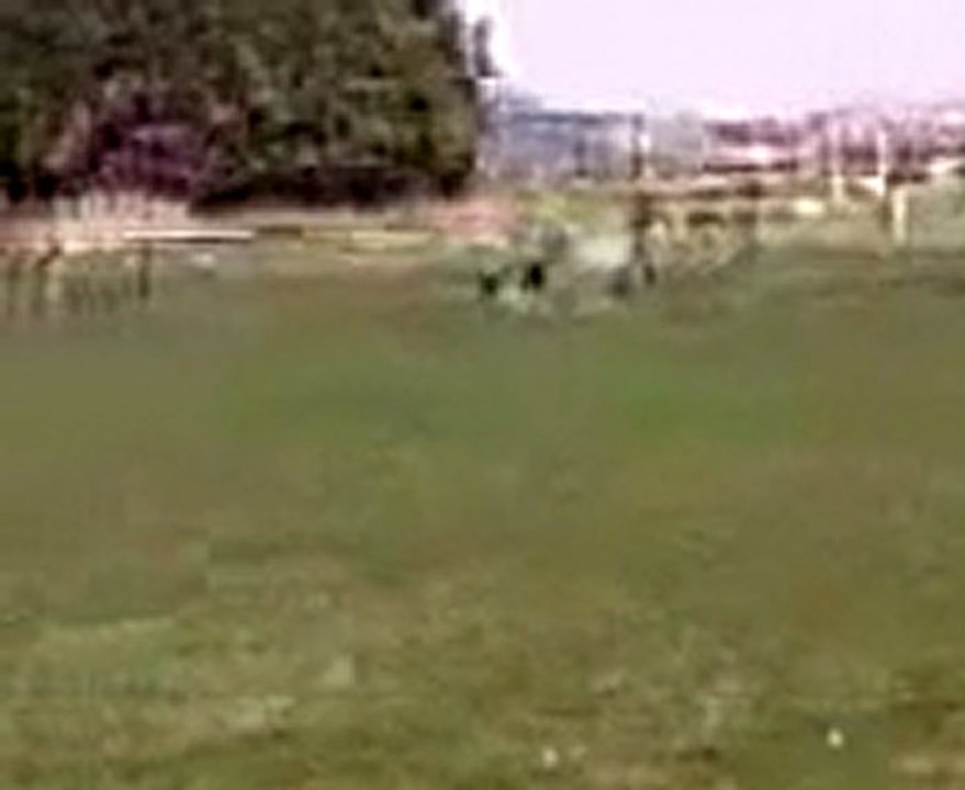 Vidéo doggy voit effy