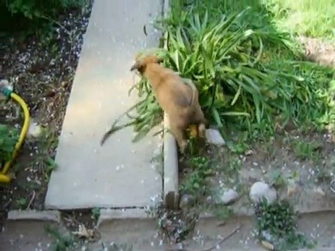 Chiots Bergers Belges Malinois