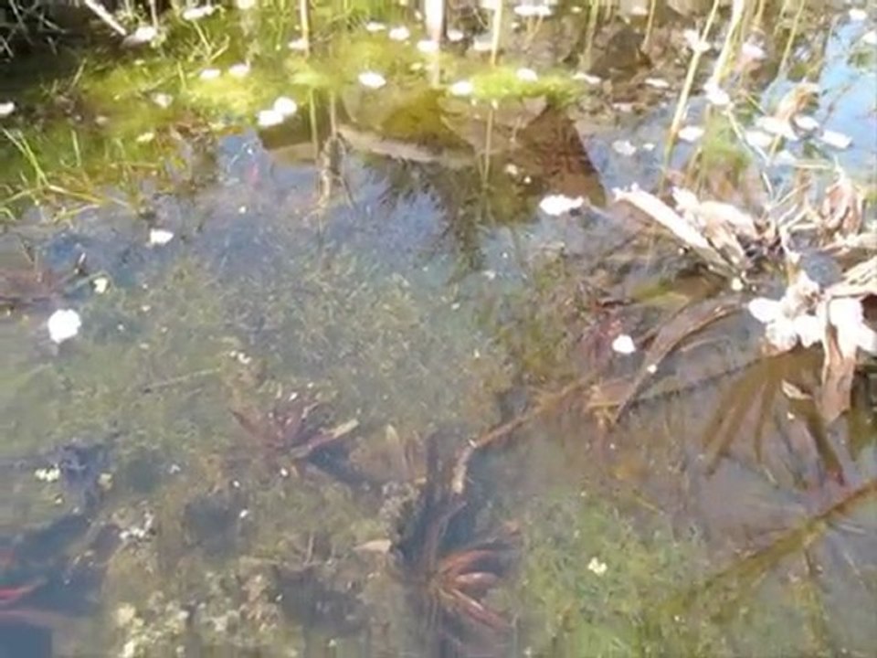 tadpoles in our pond 2010