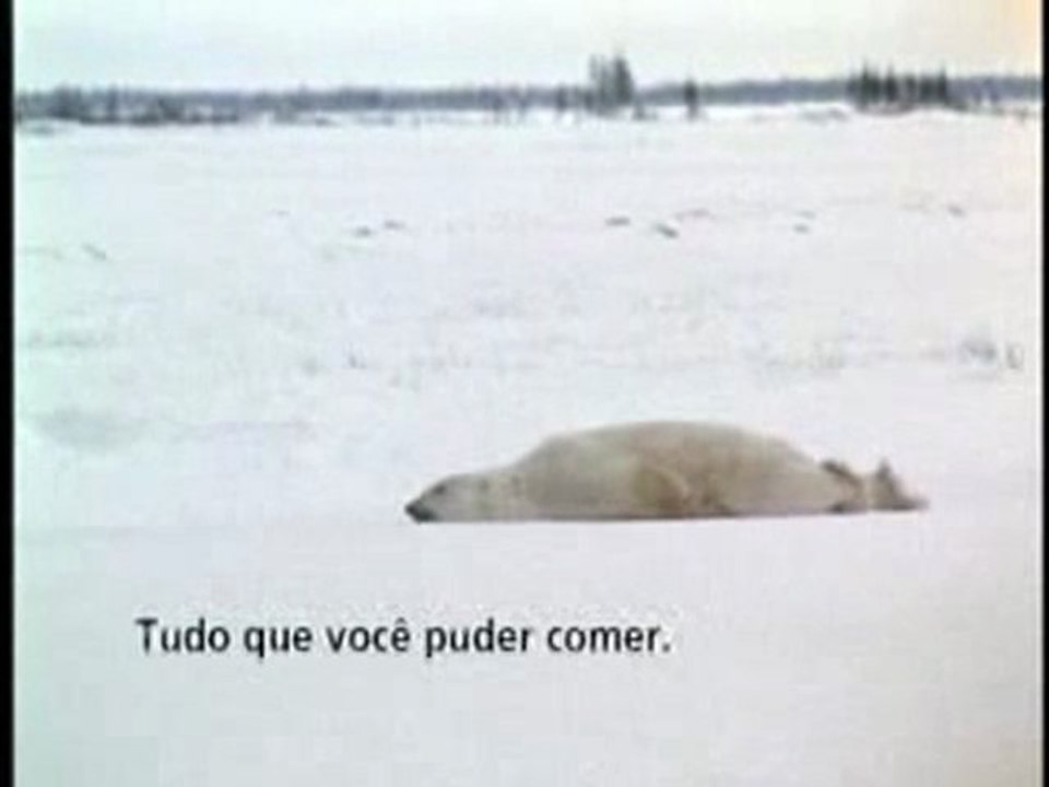 lazy polar bear