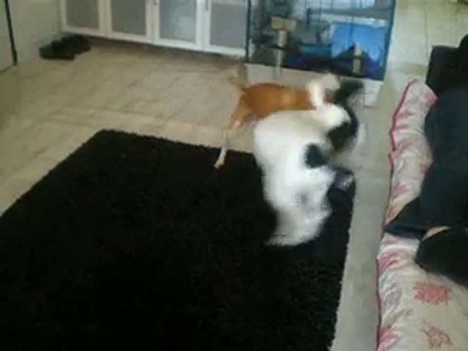 Marley et Clovis