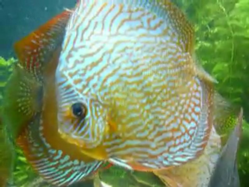 Discus