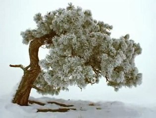 Orhan Ölmez - Seni Seviyorum AS