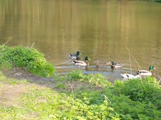 Promenade1 bord yerres 2010