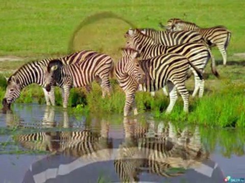 ПОЛОСАТАЯ ЖИЗНЬ