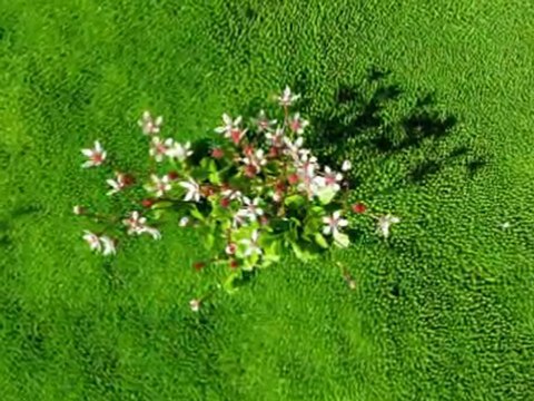 Greensleeves Gheorghe Zamfir