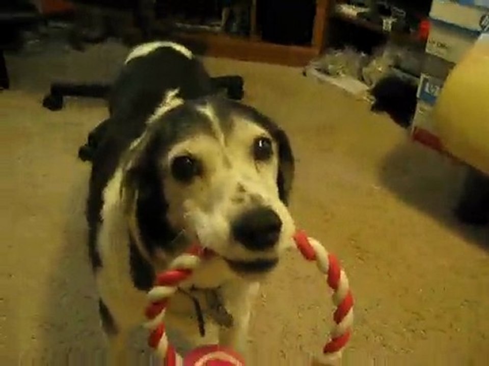 Daisy's toy