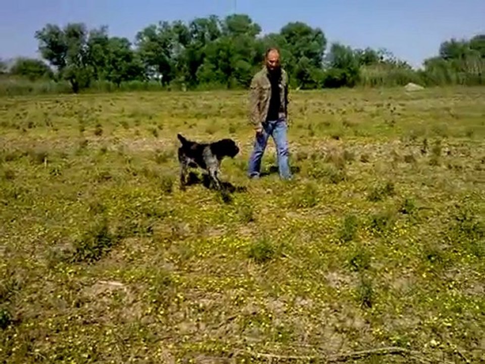 bodo vom rosenvehn super ferma drahthaar avkopegi turgayttt