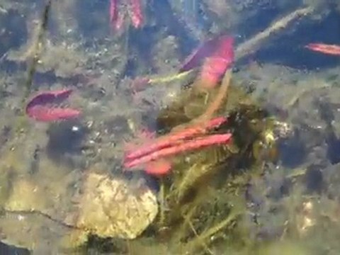 Ugly Garden Pond. Goldfish Pond in Early Spring 2010