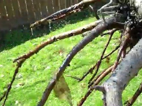 2nd Ugly Garden Pond. Goldfish Pond in Early Spring2100.