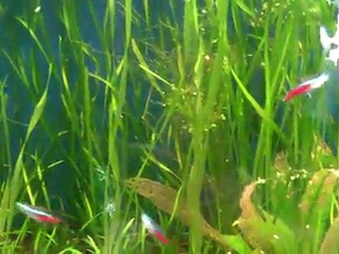 what kind if Rainbowfish Rainbows. What Species of Rainbows?