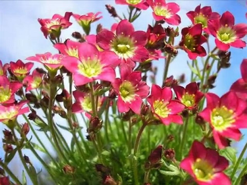 ANNEM SEVDA