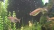 Mystery Rainbowfish. Rainbows. What Rainbows are these?