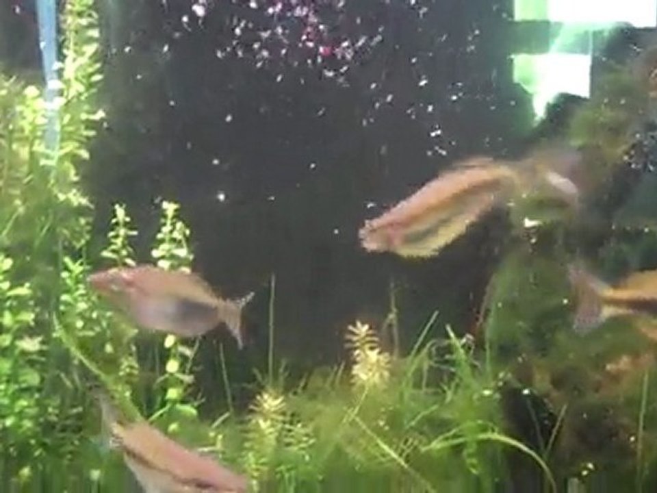 Mystery Rainbowfish. Rainbows. What Rainbows are these?
