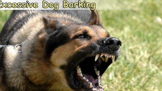 Top 6 Tips On How to Stop Excessive Dog Barking