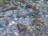 Underwater Video of Salmon, Plus Spawning Footage