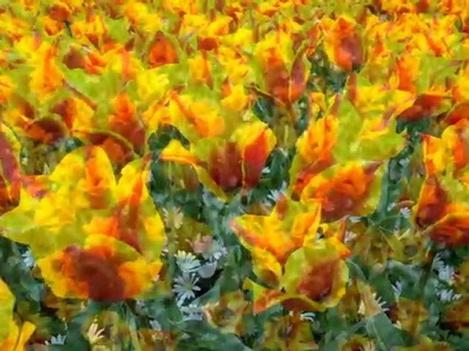 Pays Bas Keukenhof et Moulins de Kinderdijk