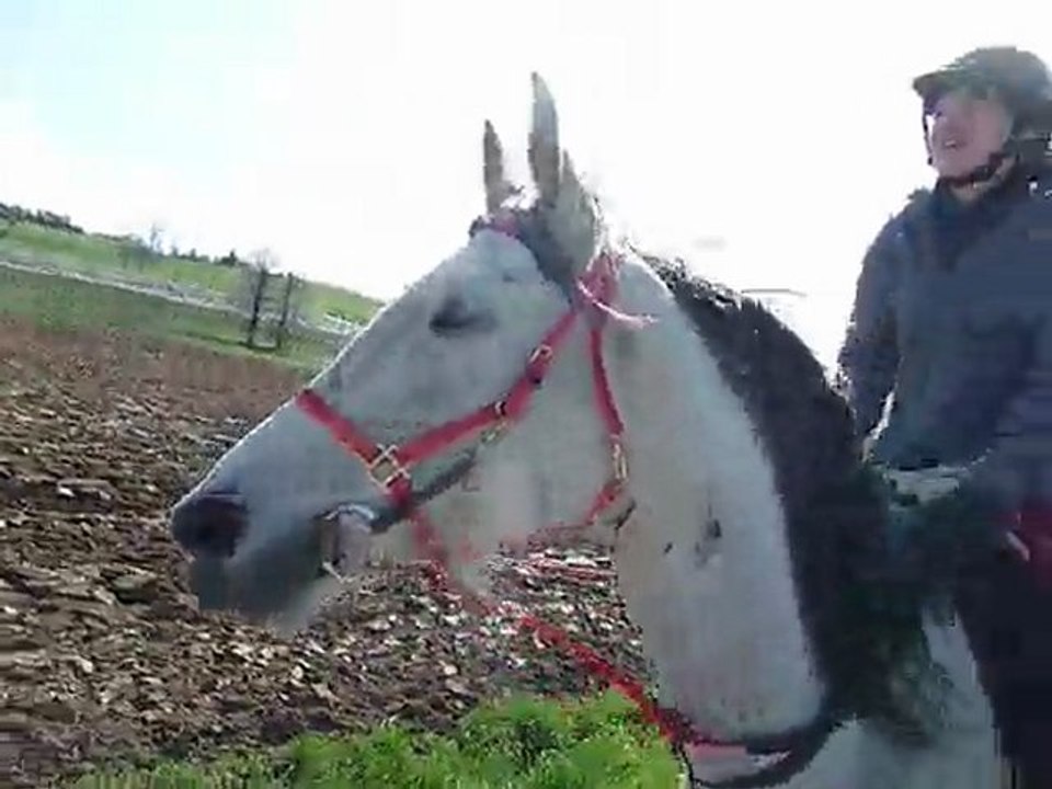 Trot 11/04/2010
