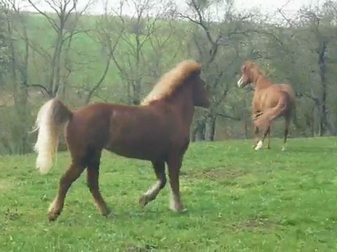 Première mise au près 2010